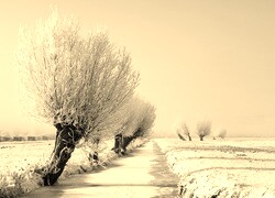 Szary + Sepia