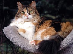 Oryginalny obrazek