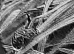 Skamielina