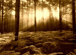 Sepia
