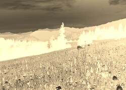 Sepia + Negatyw