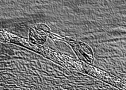 Skamielina