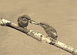 Szary + Sepia