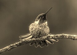 Szary + Sepia