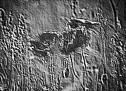 Skamielina