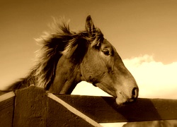 Sepia