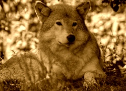 Sepia