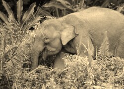 Sepia