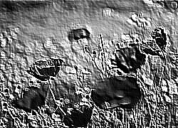 Skamielina
