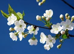 Oryginalny obrazek