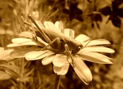 Sepia