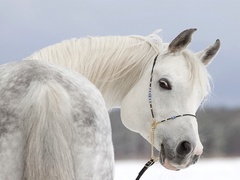 Oryginalny obrazek