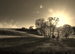 Szary + Sepia