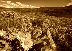 Sepia