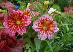 Oryginalny obrazek