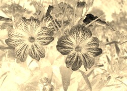 Sepia + Negatyw