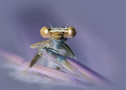 Negatyw