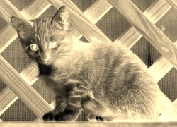Sepia + Negatyw