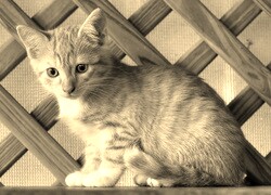 Szary + Sepia