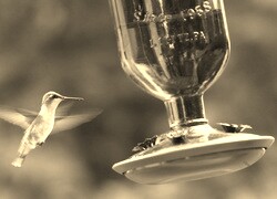 Szary + Sepia