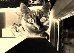 Sepia + Negatyw