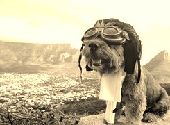 Szary + Sepia