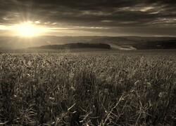 Szary + Sepia