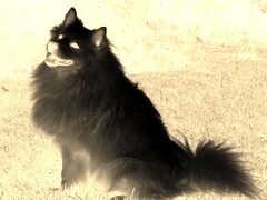 Sepia + Negatyw