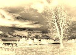Sepia + Negatyw