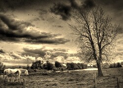 Szary + Sepia