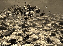 Sepia