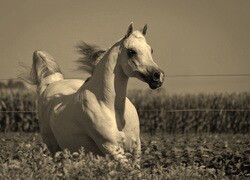 Szary + Sepia