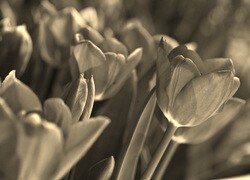 Szary + Sepia