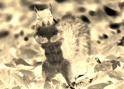 Sepia + Negatyw