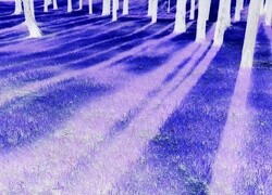 Negatyw