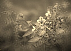 Szary + Sepia