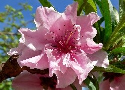 Oryginalny obrazek