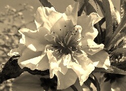 Szary + Sepia