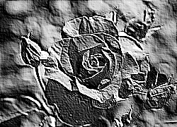 Skamielina