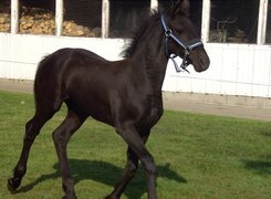 Oryginalny obrazek