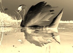 Sepia + Negatyw