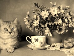 Szary + Sepia