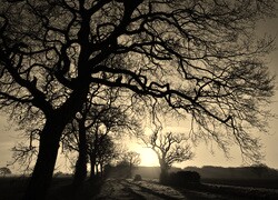 Szary + Sepia