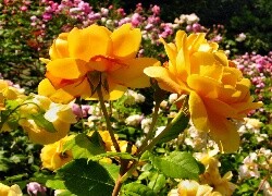 Oryginalny obrazek