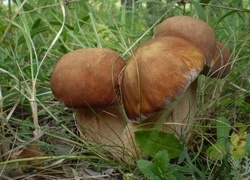 Oryginalny obrazek