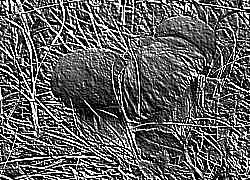 Skamielina