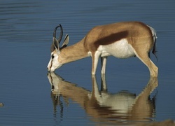 Oryginalny obrazek