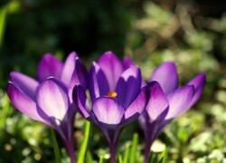 Oryginalny obrazek