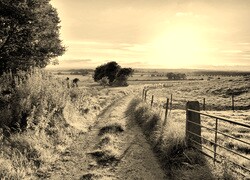 Szary + Sepia