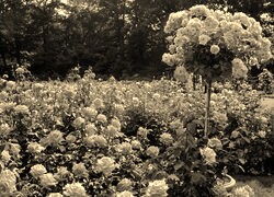 Szary + Sepia